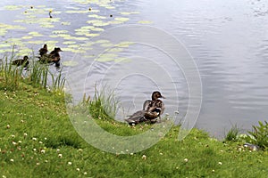 Ducks and Ducklings by a Lake in Kuopio, Finland