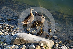 Ducks with ducklings at the lakeside on a sunny day