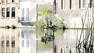 Ducks and ducklings in pond