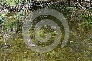 Ducks and Ducklings in Pond, Norfolk, England, UK