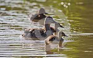 Ducks and ducklings in profile