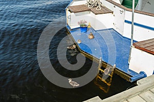 Ducks and ducklings are resting on a yacht stern