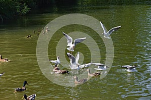 Ducks, ducklings and seagulls in the lake. Fighting birds