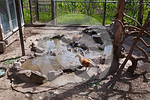 Ducks and ducklings in small pond in aviary. Birds, flora and fauna reserve. Caring for nestlings