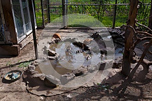 Ducks and ducklings in small pond in aviary. Birds, flora and fauna reserve. Caring for nestlings