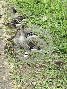 Ducks with Ducklings in St James Park, London, UK. May 2023.