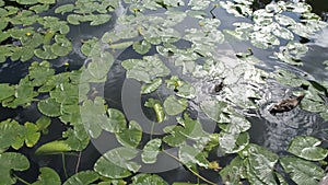 Ducks and ducklings swim in a pond among water lilies in the summer in sunny weather