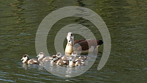 Ducks and ducklings swimming in a park