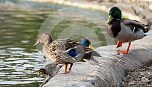 Ducks and ducklings on the water in the lake at Pinner Memorial Park, Pinner, Middlesex, north west London UK