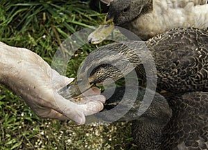 Ducks Eating Out of a Man's Hand