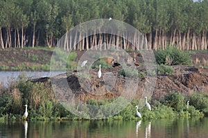 Ducks and Egrets just hanging out on duck island photo