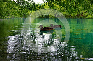 Ducks on emerald waters
