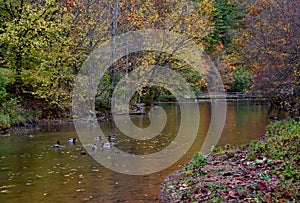 Ducks Enjoy Steele Creek in Bristol Tennessee photo