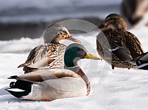 Ducks Enjoy a Winter Afternoon on a Snowy Bank