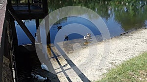 Ducks enjoying a sunny day by the lake