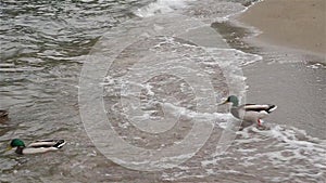 Ducks enter lake through waves