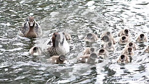 Ducks family swimming together in a water pond