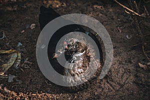 Ducks in farm and cage