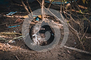 Ducks in farm and cage