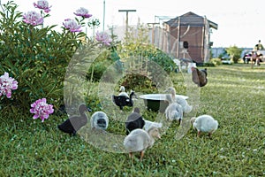 Ducks on the farm. Light and dark ducklings drink water from an iron trough. The concept of life on the farm