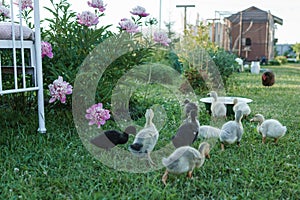 Ducks on the farm. Light and dark ducklings drink water from an iron trough. The concept of life on the farm