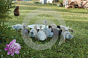 Ducks on the farm. Light and dark ducklings drink water from an iron trough. The concept of life on the farm