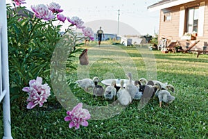 Ducks on the farm. Light and dark ducklings drink water from an iron trough. The concept of life on the farm