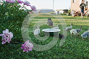 Ducks on the farm. Light and dark ducklings drink water from an iron trough. The concept of life on the farm