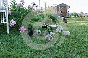 Ducks on the farm. Light and dark ducklings drink water from an iron trough. The concept of life on the farm