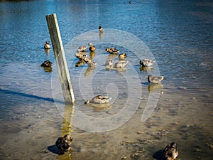 Ducks Feeding in Shallow Water in Currituck Sound