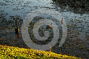 Ducks Feeding in the Shallows