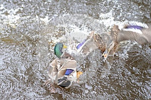 Ducks fighting with each other on the water. Taken in Autumn in the Riga Latvia