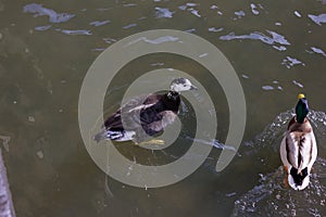 ducks fighting for food in sunny river on a december advent day