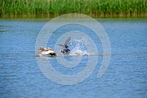 ducks are fighting on the surface