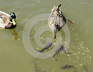 Ducks with fish