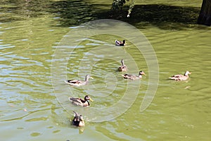 Ducks, fish. Crystal Palace, Retiro Park, fountain. Madrid, Spain.