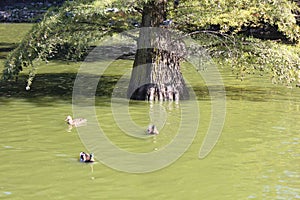 Ducks, fish. Crystal Palace, Retiro Park, fountain. Madrid, Spain.