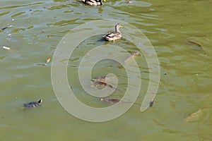 Ducks, fish. Crystal Palace, Retiro Park, fountain. Madrid, Spain.