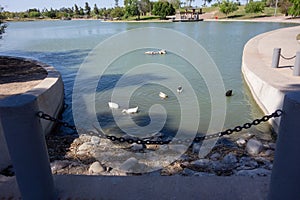 Ducks Fishing Spree in Kiwanis Lake, Tempe, AZ photo