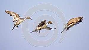 Ducks flapping sequence