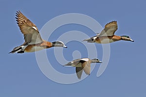 Ducks in Flight