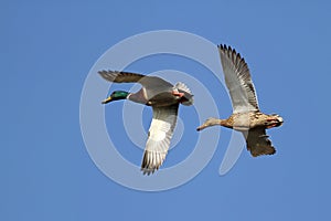 Ducks in flight