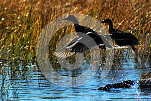 Ducks in flight.