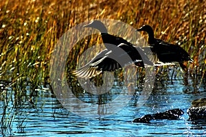 Ducks in flight.