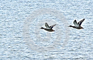 Ducks In flight over Lake Hefner