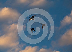 Ducks in Flight Silhouetted by the Setting Sun