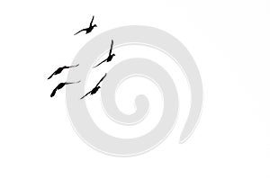 Ducks in Flight and Silhouetted on a White Background