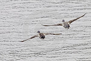 Ducks in flight