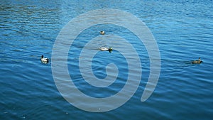 Ducks floating on the bright blue water surface in mating season