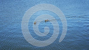 Ducks floating on the bright blue water surface in mating season